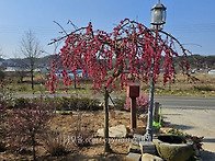 ■수양 홍도화 팝니다 ■ ..