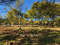 작업조건 좋은 팽나무 근경..