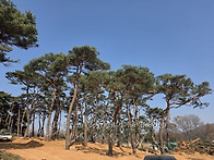 조형 장송(소나무) 팝니다..