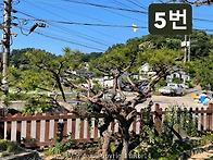 소나무 6점 판매 합니다.