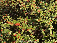 다간형 호랑가시나무 판매