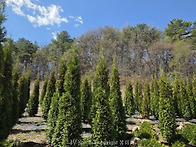 조경수 킹오브브라반트 3..