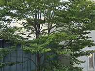 조경용 산딸나무과 층층나..