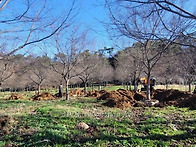 팽나무 근경R30~35점 판매..