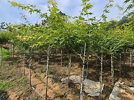 청단풍, 겹벚, 춘추벚나무..