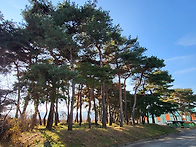 소나무 R20 ~R45 150그..