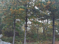 은행나무, 배룡나무, 소나..