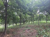 풍나무 260여점 판매