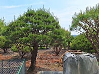 반송(30년 이상) 100주 ..
