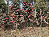 겹동백나무 5~8점 20주,..