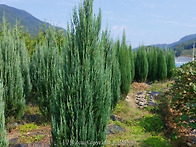 최저가로 판매 - 그린자이..