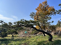 명품 소나무 특수목, 정원..