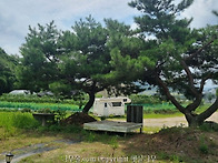 소나무 싸게드림. 2그루 ..