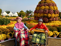 2025년 부안 국화..