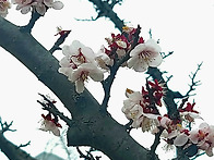 부산소경ㅡ봄소식