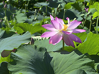 덕공 11일 연.