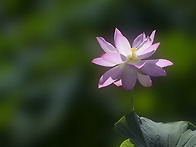 덕공 11일 연 2.