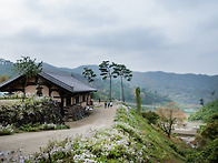 공주 구룡산 구룡사 구절초