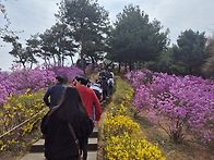 26년 4월5일(일)원미산 진..