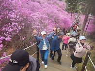 원미산진달래 & 벚꽃