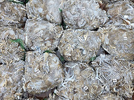 9월19일 황제호 갑오징어 ..