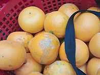 제주 못난이천혜향 10k ..