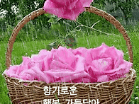 해피 데이