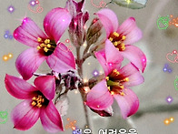 꽃을 보면서 행복한 하루 ..