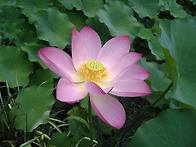 연꽃