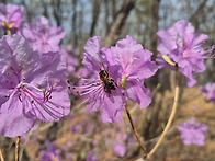 벚꼴에 취해 오른 인릉산 ..