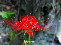 단풍보다 먼저, 산사(山寺..