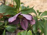 크리스마스로즈