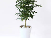 [우연플라워]공기정화식물..