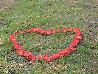 떨어진 꽃도 사랑하자