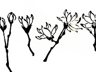 목련