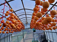 수확의 계절