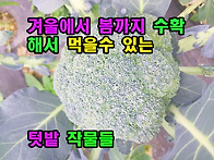 겨울에서 봄까지 수확해서..