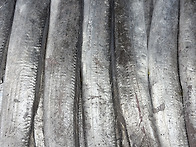 당일경매 / 목포 오리지널..