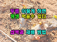 두릅 이렇게 하면 평생 먹..