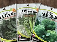 브로콜리 재배 경험