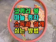 코끼리 왕마늘 종자소독과..