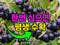 한번심어 평생먹는 불루베..