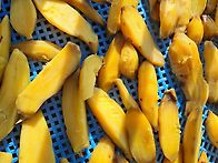 고구마의 변신(빼떼기)