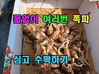 풀없이 여러번 쪽파 심고 ..