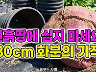 진흙땅에 심지 마세요! 3..