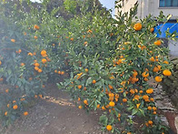 우영밭 노지 일반귤 판매 ..