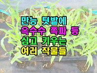 만능 텃밭에 옥수수 쪽파 ..