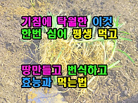 기침에 탁월한 이것 한번 ..