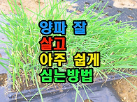 양파 잘살고 아주 쉽게심는..