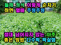 들깨 정식 이렇게 순치기 ..